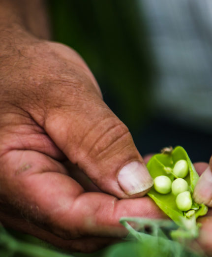 Gros plan sur une main d'agriculteur