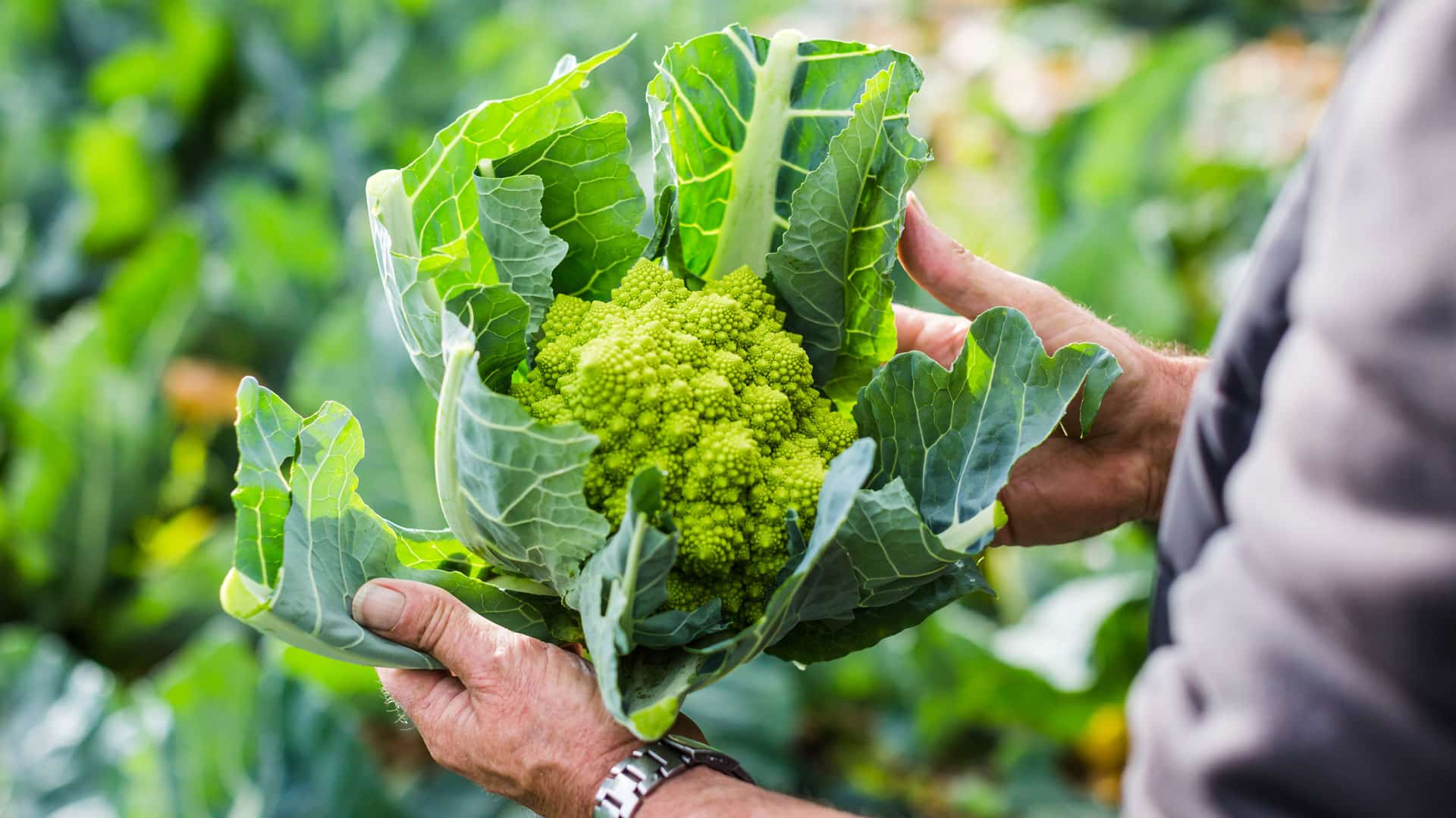 Chou-Fleur Romanesco (Brassica oleracea) cultivé en Bretagne